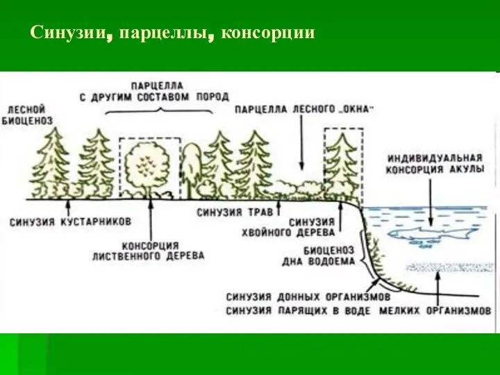 Синузии, парцеллы, консорции