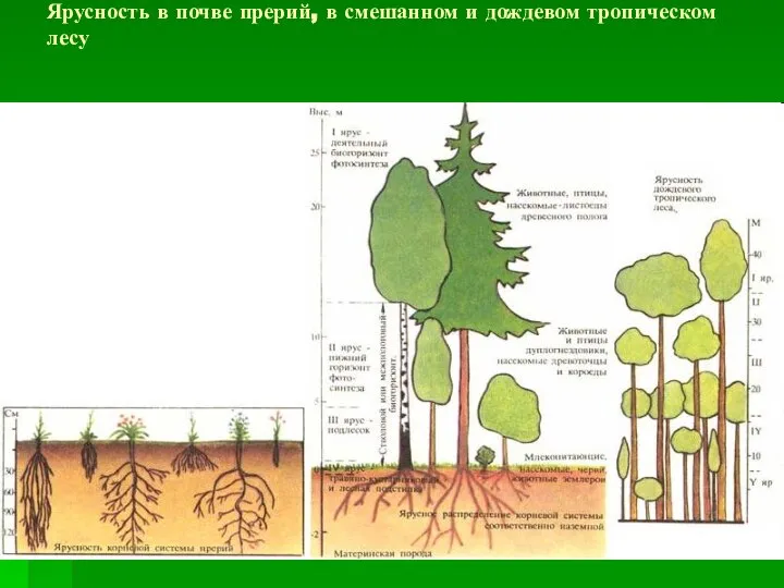 Ярусность в почве прерий, в смешанном и дождевом тропическом лесу