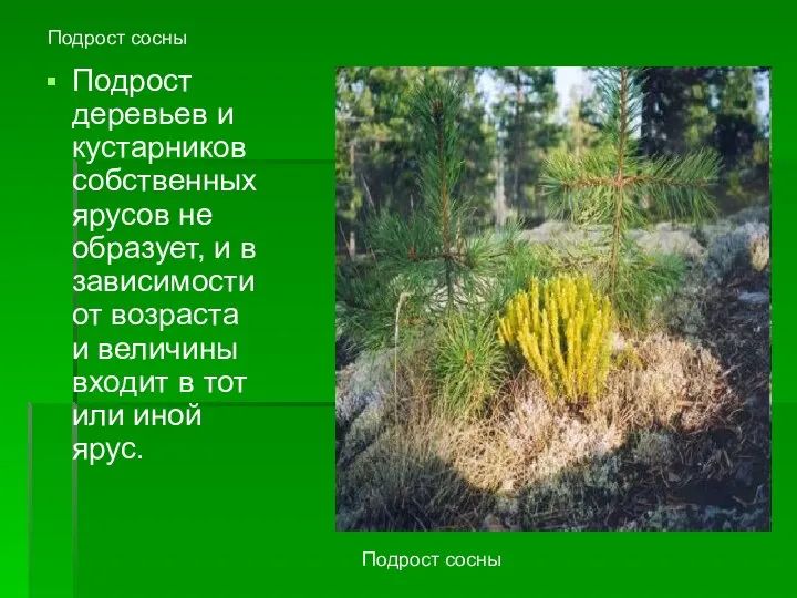 Подрост сосны Подрост деревьев и кустарников собственных ярусов не образует, и