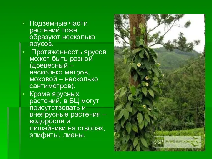 Подземные части растений тоже образуют несколько ярусов. Протяженность ярусов может быть