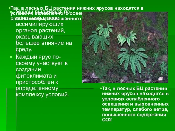 Так, в лесных БЦ растения нижних ярусов находятся в условиях ослабленного