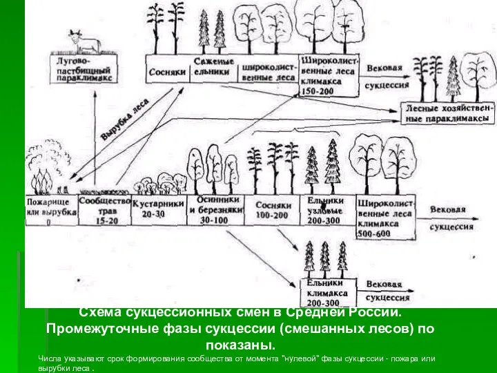 Схема сукцессионных смен в Средней России. Промежуточные фазы сукцессии (смешанных лесов)