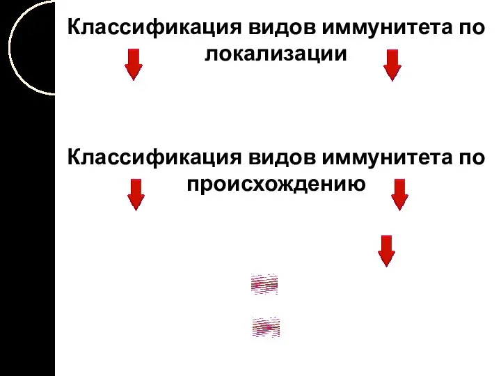 Классификация видов иммунитета по локализации Классификация видов иммунитета по происхождению