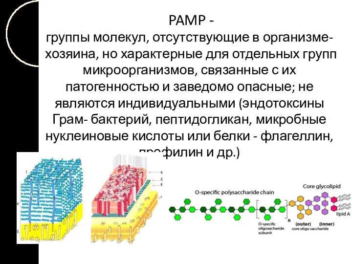 PAMP - группы молекул, отсутствующие в организме-хозяина, но характерные для отдельных