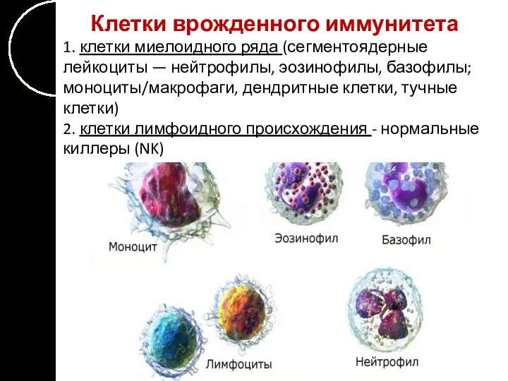 Клетки врожденного иммунитета 1. клетки миелоидного ряда (сегментоядерные лейкоциты — нейтрофилы,