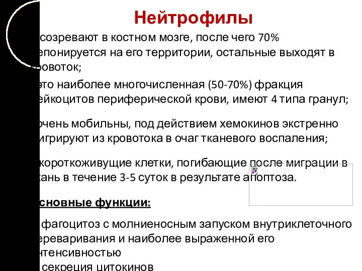 Нейтрофилы – созревают в костном мозге, после чего 70% депонируется на