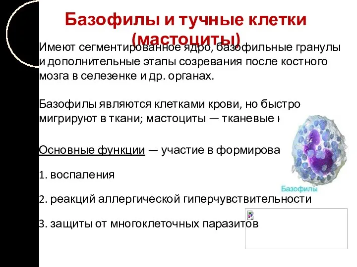 Базофилы и тучные клетки (мастоциты) Имеют сегментированное ядро, базофильные гранулы и