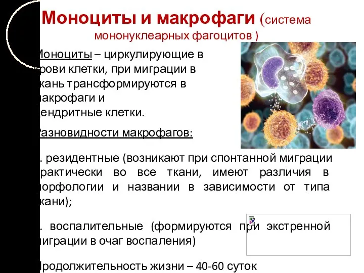 Моноциты и макрофаги (система мононуклеарных фагоцитов ) Моноциты – циркулирующие в