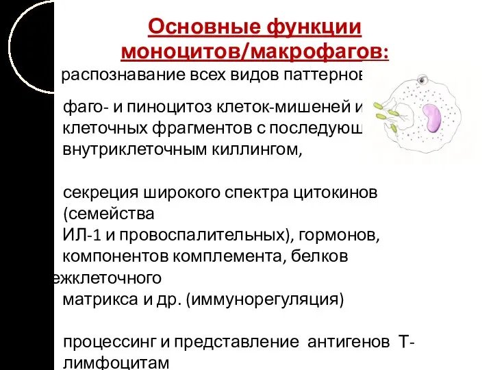 Основные функции моноцитов/макрофагов: - распознавание всех видов паттернов, фаго- и пиноцитоз