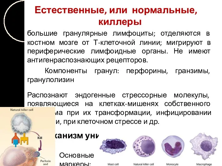 Естественные, или нормальные, киллеры большие гранулярные лимфоциты; отделяются в костном мозге