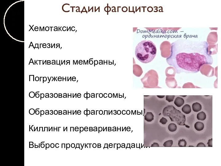 Стадии фагоцитоза Хемотаксис, Адгезия, Активация мембраны, Погружение, Образование фагосомы, Образование фаголизосомы,