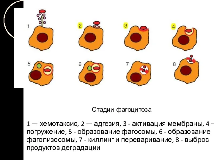 Стадии фагоцитоза 1 — хемотаксис, 2 — адгезия, 3 - активация