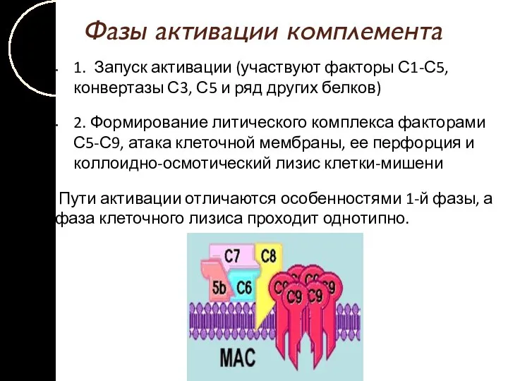 Фазы активации комплемента 1. Запуск активации (участвуют факторы С1-С5, конвертазы С3,