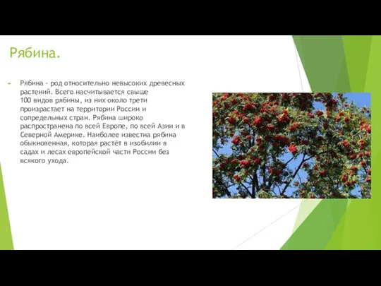 Рябина. Рябина - род относительно невысоких древесных растений. Всего насчитывается свыше