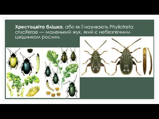 Хрестоцвіта блішка, або як її називають Phyllotreta cruciferae — маленький жук, який є небезпечним шкідником рослин.