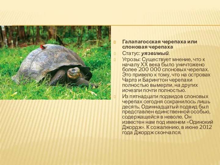 Галапагосская черепаха или слоновая черепаха Статус: уязвимый. Угрозы: Существует мнение, что
