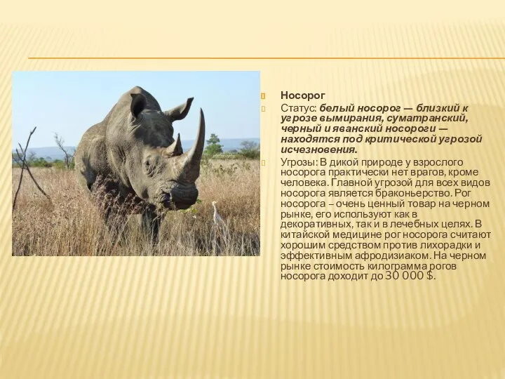 Носорог Статус: белый носорог — близкий к угрозе вымирания, суматранский, черный