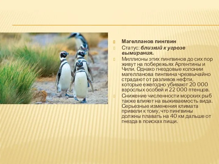 Магелланов пингвин Статус: близкий к угрозе вымирания. Миллионы этих пингвинов до