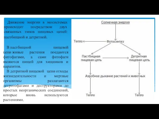 Движение энергии в экосистемах происходит посредством двух связанных типов пищевых цепей: