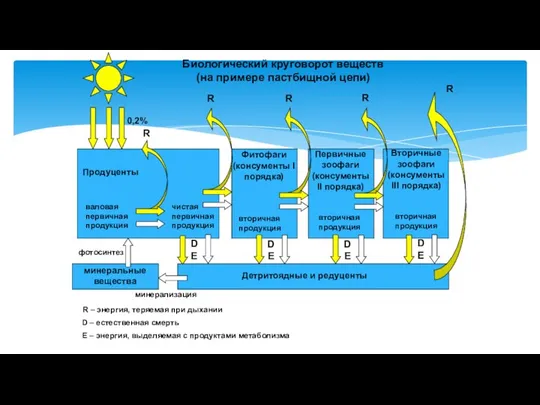 Продуценты Первичные зоофаги (консументы II порядка) Фитофаги (консументы I порядка) Вторичные