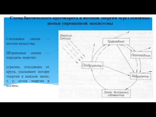 Схема биотического круговорота и потоков энергии через основные звенья упрощенной экосистемы