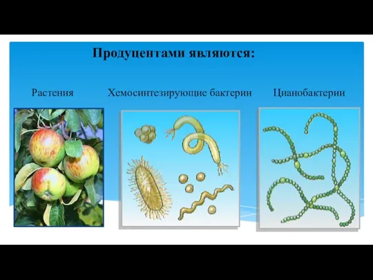 Продуцентами являются: Хемосинтезирующие бактерии Растения Цианобактерии