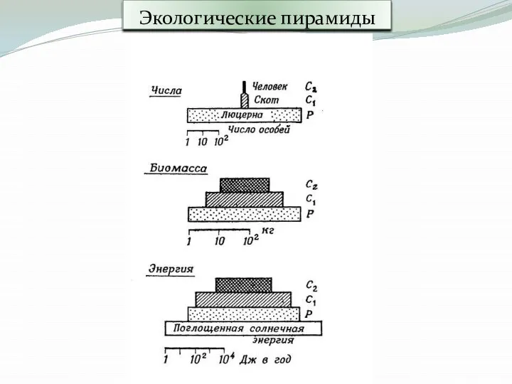 Экологические пирамиды