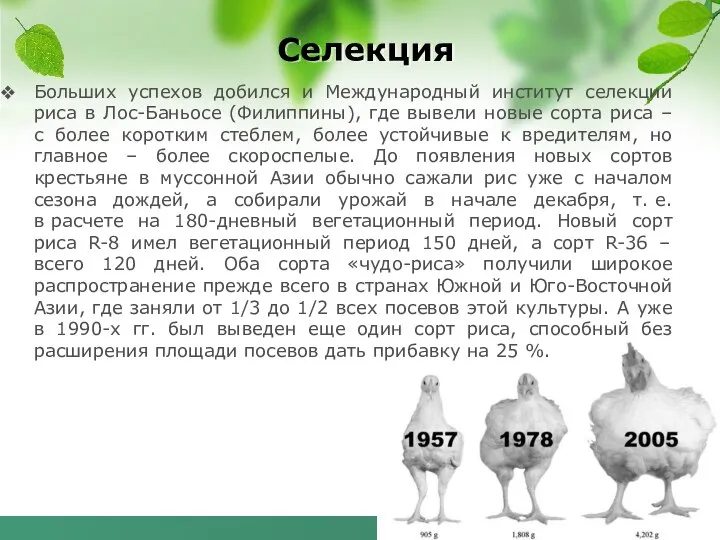 Селекция Больших успехов добился и Международный институт селекции риса в Лос-Баньосе