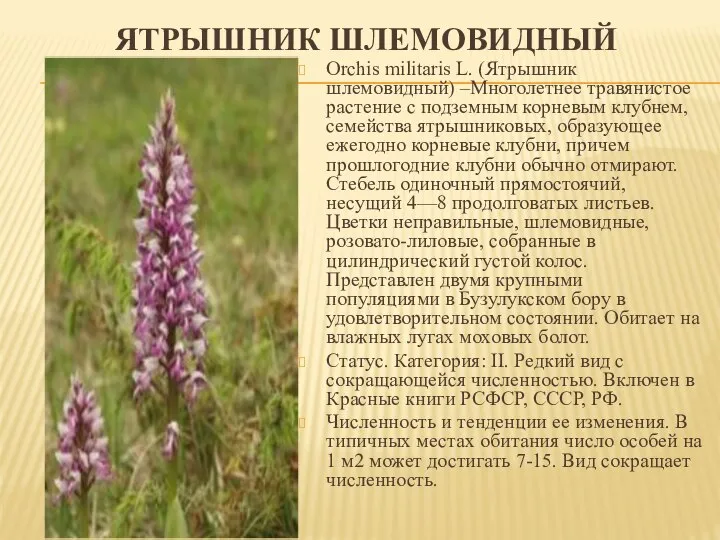 ЯТРЫШНИК ШЛЕМОВИДНЫЙ Orchis militaris L. (Ятрышник шлемовидный) –Многолетнее травянистое растение с