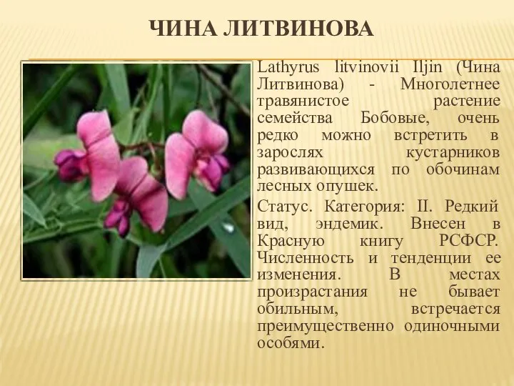 ЧИНА ЛИТВИНОВА Lathyrus litvinovii Iljin (Чина Литвинова) - Многолетнее травянистое растение