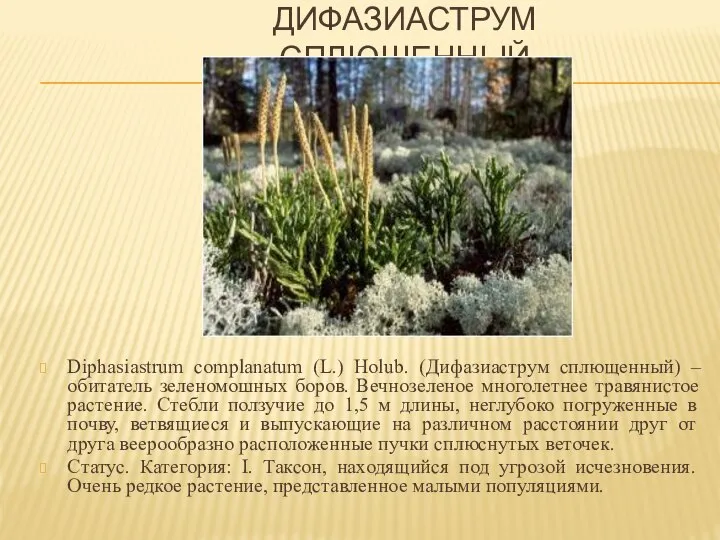 ДИФАЗИАСТРУМ СПЛЮЩЕННЫЙ Diphasiastrum complanatum (L.) Holub. (Дифазиаструм сплющенный) – обитатель зеленомошных