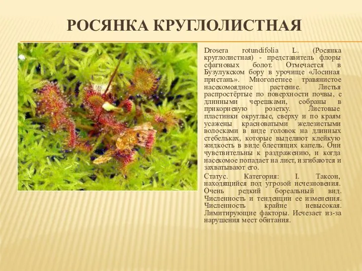 РОСЯНКА КРУГЛОЛИСТНАЯ Drosera rotundifolia L. (Росянка круглолистная) - представитель флоры сфагновых