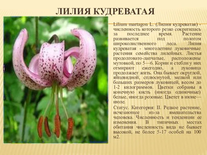 ЛИЛИЯ КУДРЕВАТАЯ Lilium martagon L. (Лилия кудреватая) - численность которого резко