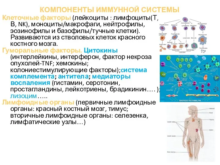 КОМПОНЕНТЫ ИММУННОЙ СИСТЕМЫ Клеточные факторы (лейкоциты : лимфоциты(Т, В, NK), моноциты/макрофаги,