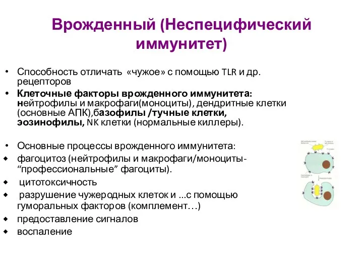 Врожденный (Неспецифический иммунитет) Способность отличать «чужое» с помощью TLR и др.