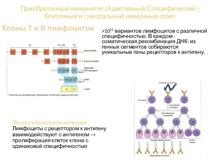 Приобретенный иммунитет (Адаптивный,Специфический ) Клеточный и гуморальный иммунный ответ Клоны Т