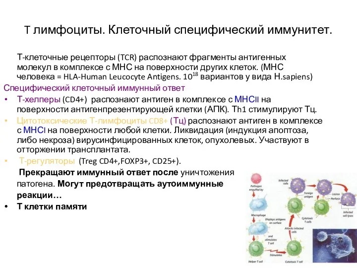 T лимфоциты. Клеточный специфический иммунитет. Т-клеточные рецепторы (TCR) распознают фрагменты антигенных