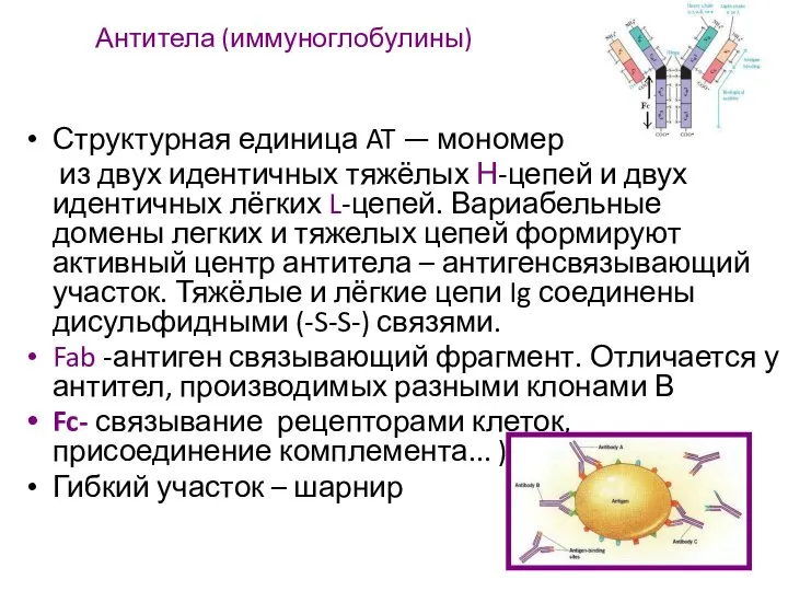 Антитела (иммуноглобулины) Структурная единица AT — мономер из двух идентичных тяжёлых