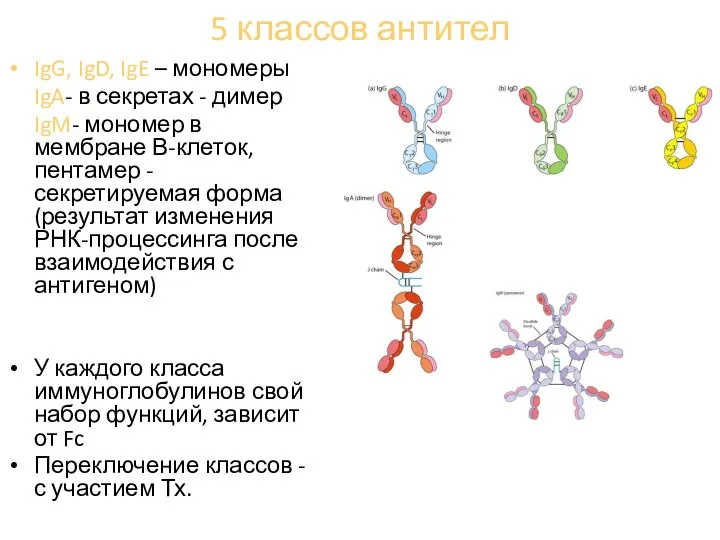 5 классов антител IgG, IgD, IgE – мономеры IgA- в секретах