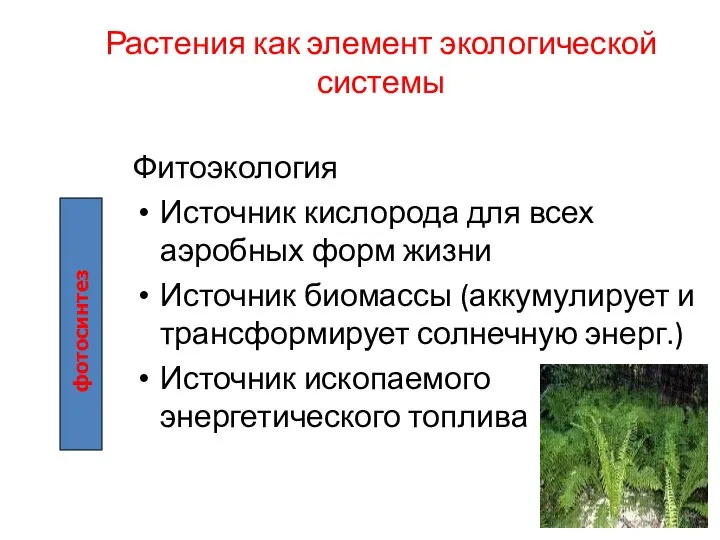 Растения как элемент экологической системы Фитоэкология Источник кислорода для всех аэробных