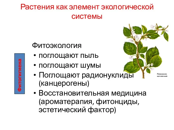 Растения как элемент экологической системы Фитоэкология поглощают пыль поглощают шумы Поглощают