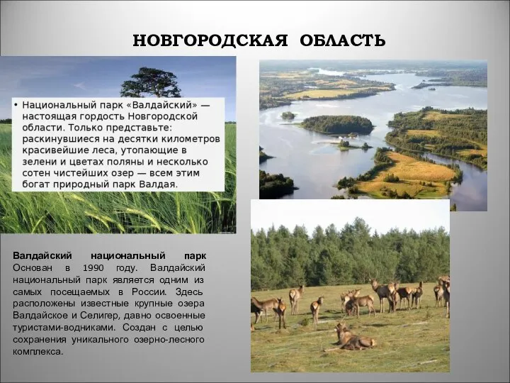 НОВГОРОДСКАЯ ОБЛАСТЬ Валдайский национальный парк Основан в 1990 году. Валдайский национальный