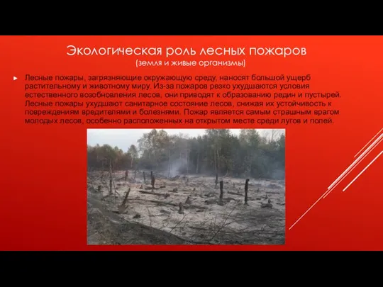 Экологическая роль лесных пожаров (земля и живые организмы) Лесные пожары, загрязняющие