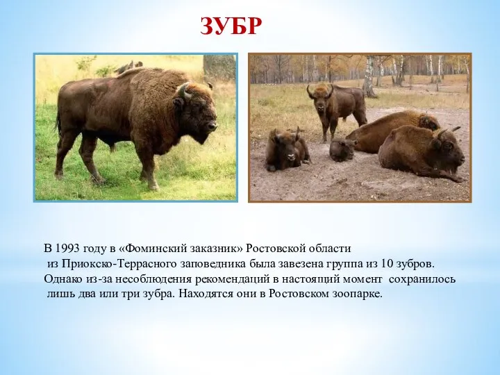 ЗУБР В 1993 году в «Фоминский заказник» Ростовской области из Приокско-Террасного