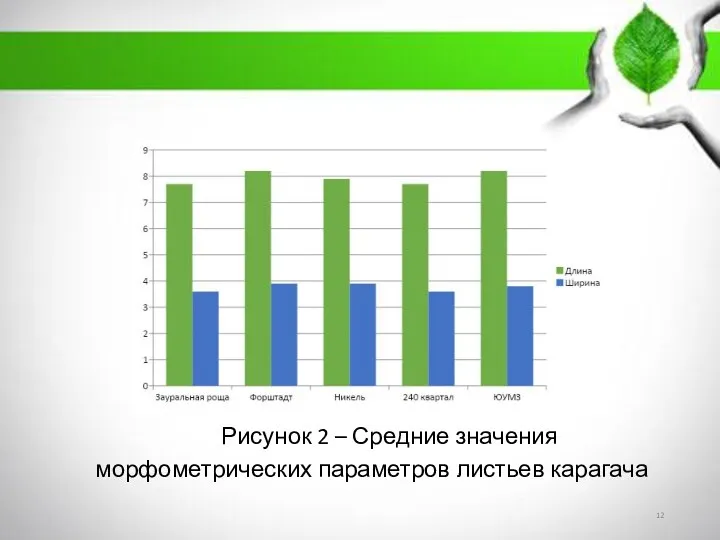 Рисунок 2 – Средние значения морфометрических параметров листьев карагача