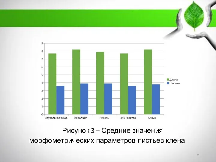 Рисунок 3 – Средние значения морфометрических параметров листьев клена