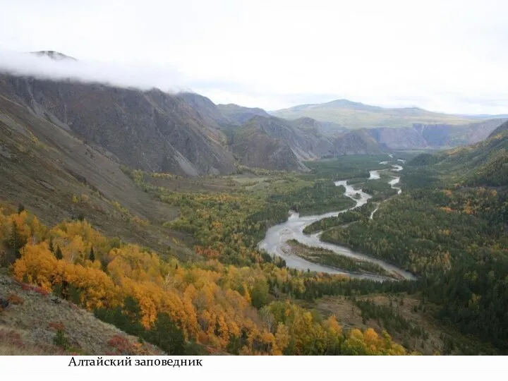 Алтайский заповедник