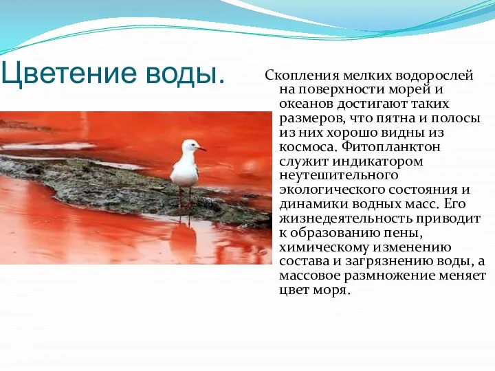 Цветение воды. Скопления мелких водорослей на поверхности морей и океанов достигают