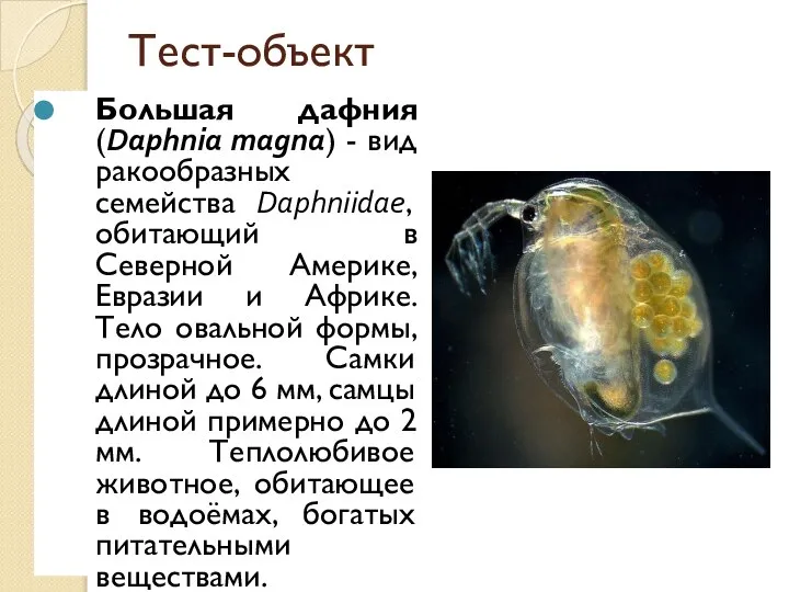 Тест-объект Большая дафния (Daphnia magna) - вид ракообразных семейства Daphniidae, обитающий