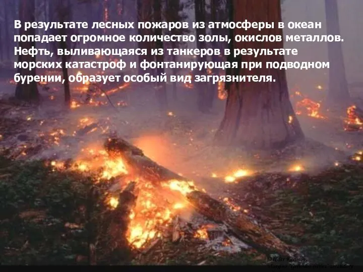 В результате лесных пожаров из атмосферы в океан попадает огромное количество